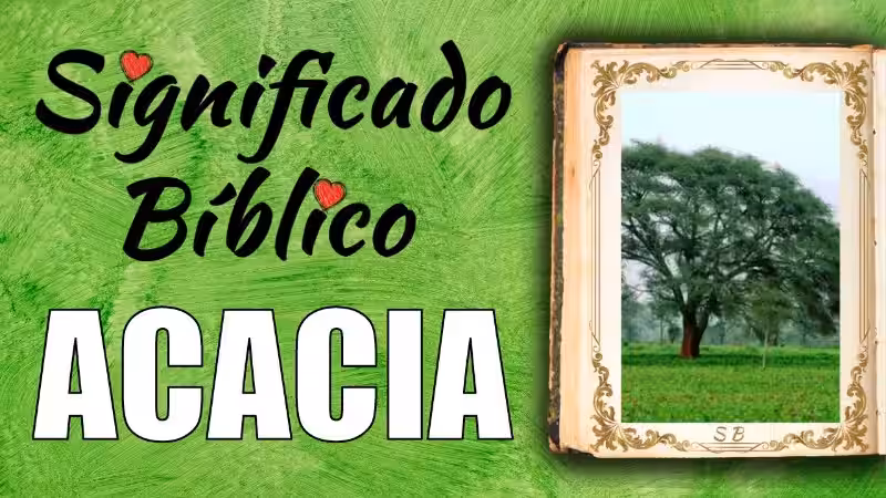 acacia-significado-espiritual