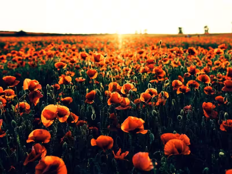 amapola-significado-biblico