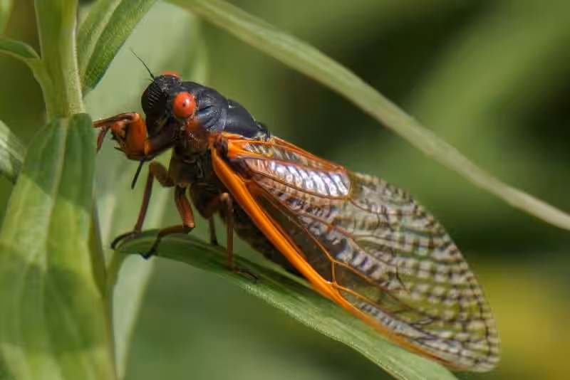 The Cicada Bible: A Resurrection Story Written in Nature