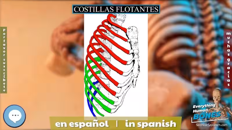 cuantas-costillas-flotantes-tenemos