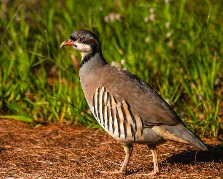 perdiz-significado-espiritual