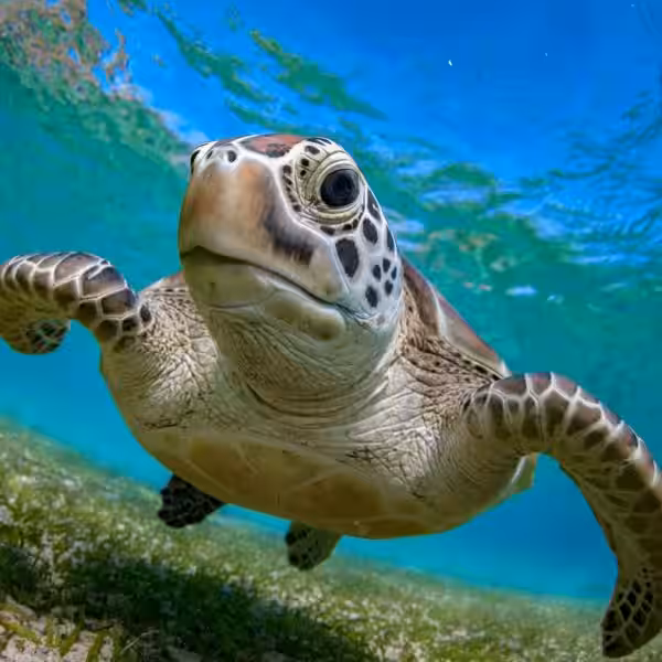 que-es-sonar-con-tortugas