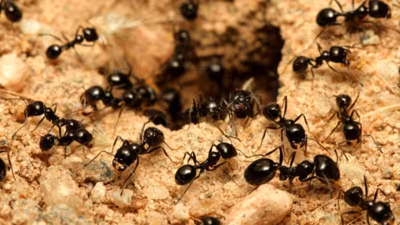 sonar-con-hormigas-negras-en-abundancia