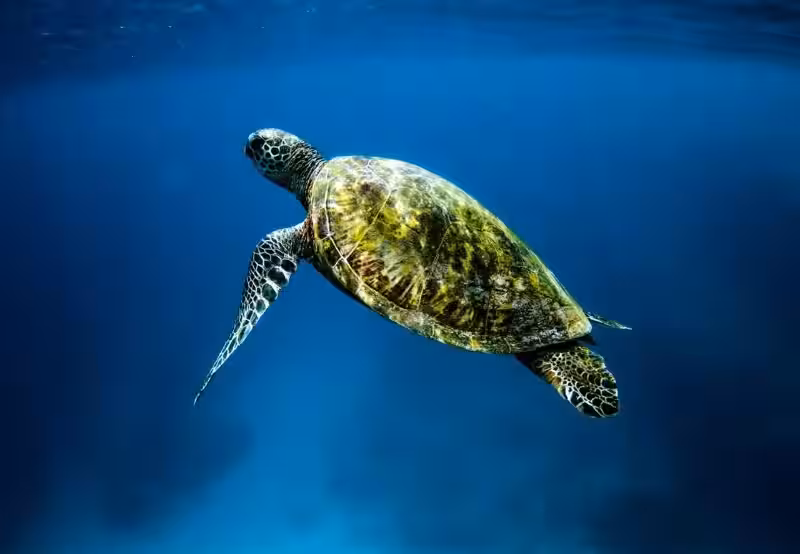 sonar-con-una-tortuga-pequena