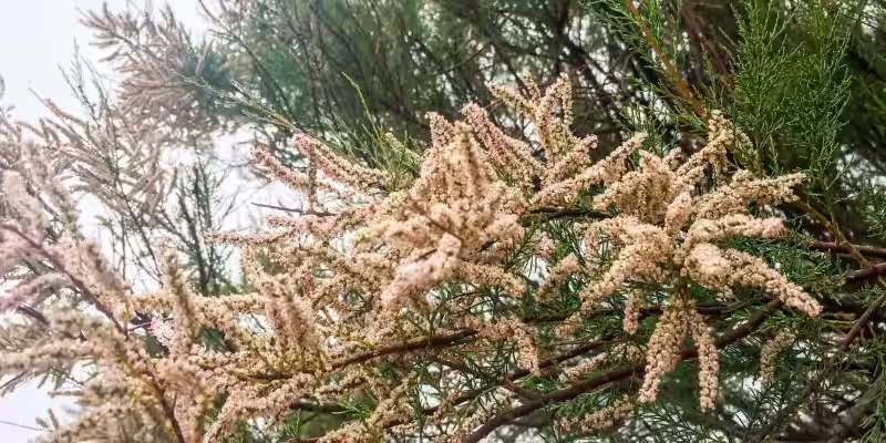 Tamarisk Tree Spiritual Meaning: A Legacy of Faith and Selfless Service